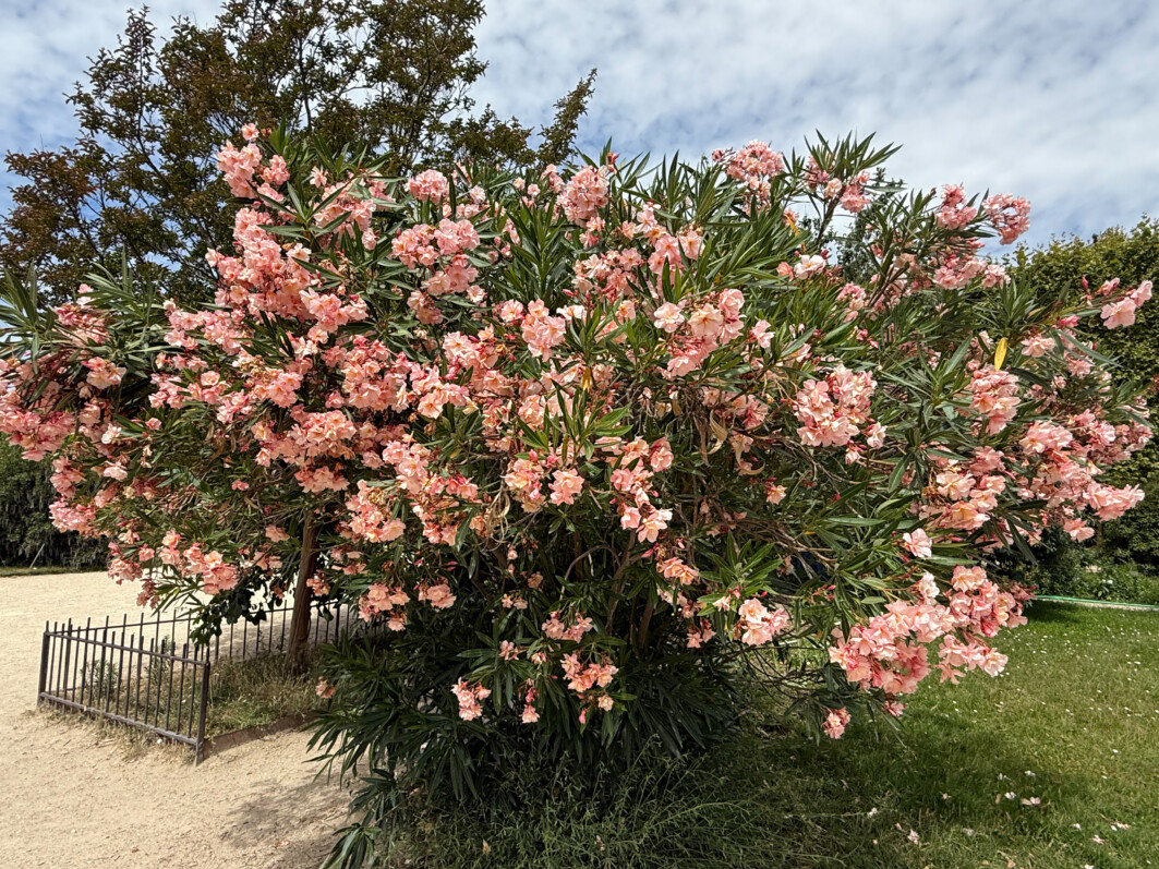 Laurier rose, Nerium oleander, fleurs, arbuste, Jardin des Plantes, Paris 5e (75)
