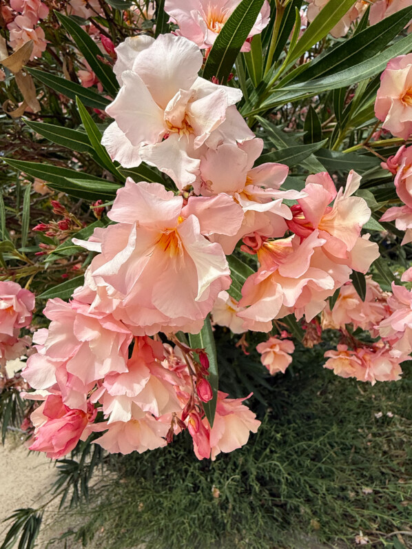 Laurier rose, Nerium oleander, fleurs, arbuste, Jardin des Plantes, Paris 5e (75)