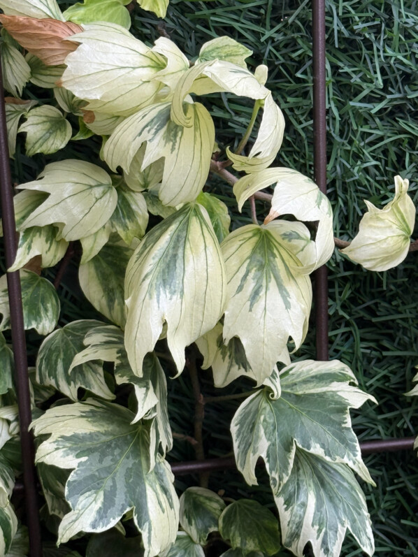Lierre (Hedera helix) ‘Reef Shell’ sur mon balcon parisien, Paris 19e (75)