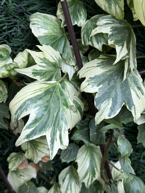 Lierre (Hedera helix) ‘Reef Shell’ sur mon balcon parisien, Paris 19e (75)