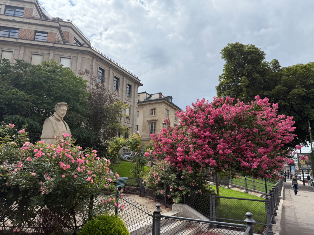 Lilas des Indes, Lagerstroemia, arbre, fleurs, Square Yves Coppens, Paris 5e (75)