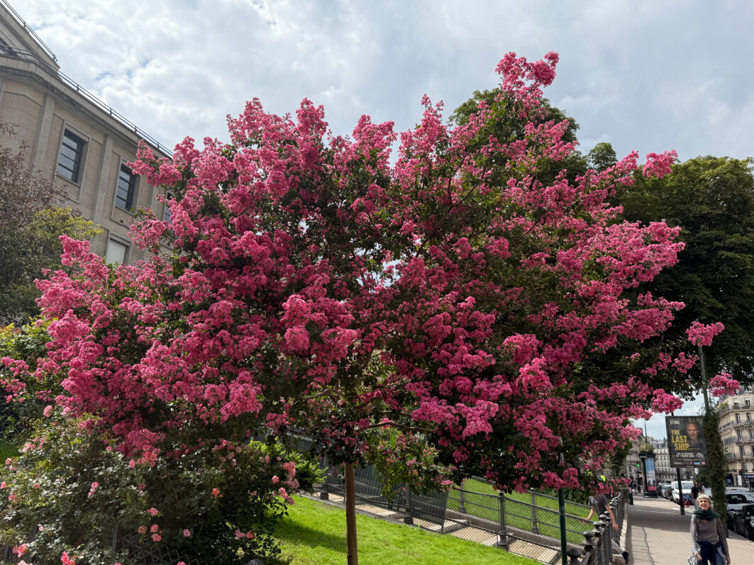 Lilas des Indes, Lagerstroemia, arbre, fleurs, Square Yves Coppens, Paris 5e (75)