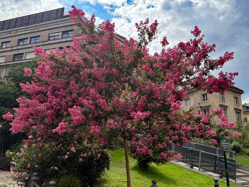 Lilas des Indes très fleuri dans le square Yves Coppens (Paris 5e)
