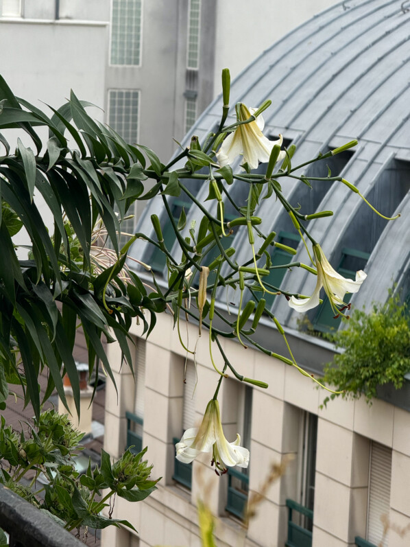 Déjà la fin de la floraison pour mes lis ‘Mister Cas’