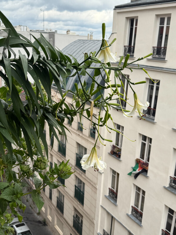 Lis 'Mister Cas' en été sur mon balcon parisien, Paris 19e (75)