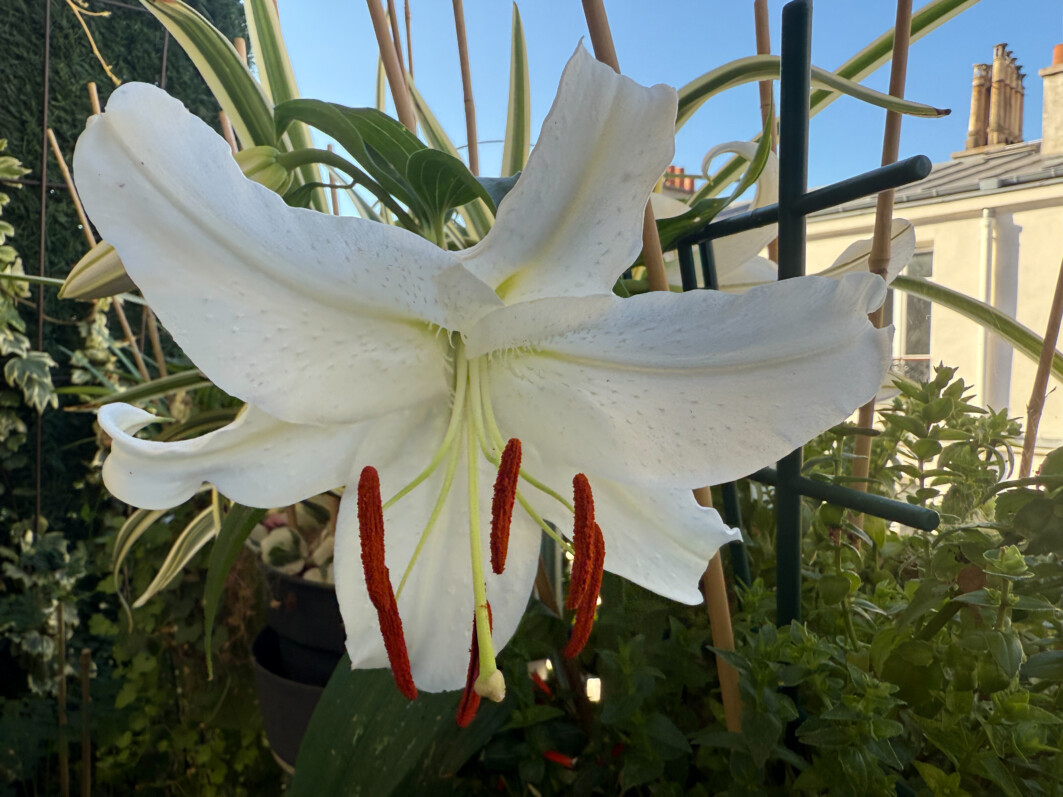 Lis oriental 'Siberia' en été sur mon balcon parisien, Paris 19e (75)