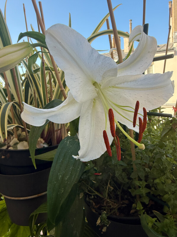 Début de floraison pour mon lis oriental ‘Siberia’