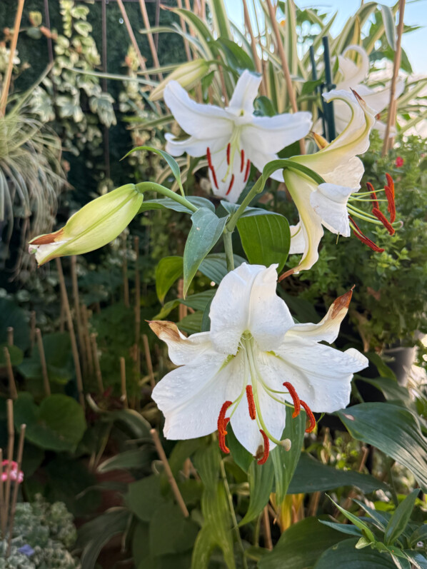 Lis oriental 'Siberia' en été sur mon balcon parisien, Paris 19e (75)