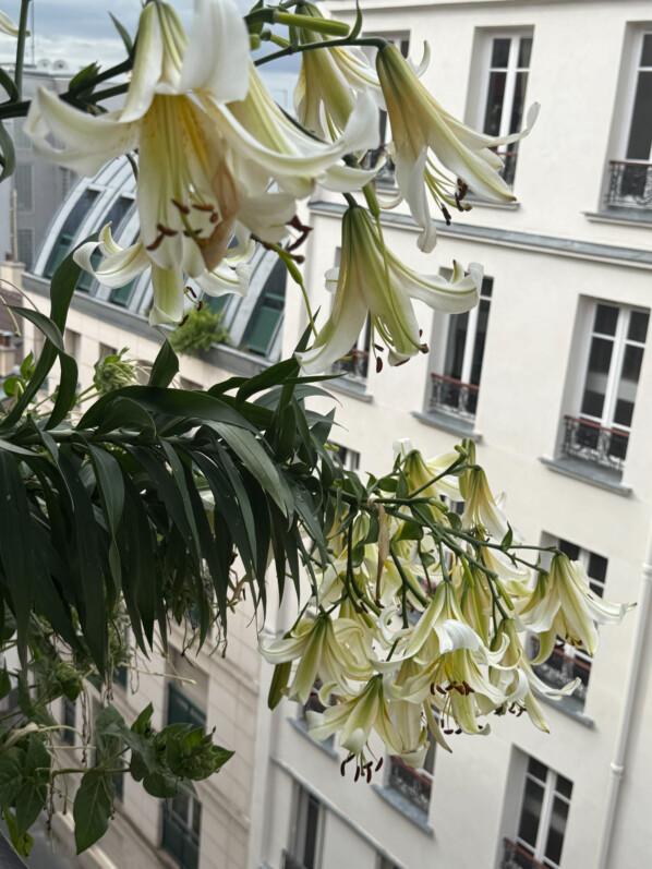 Lis 'Mister Cas' en été sur mon balcon parisien, Paris 19e (75)