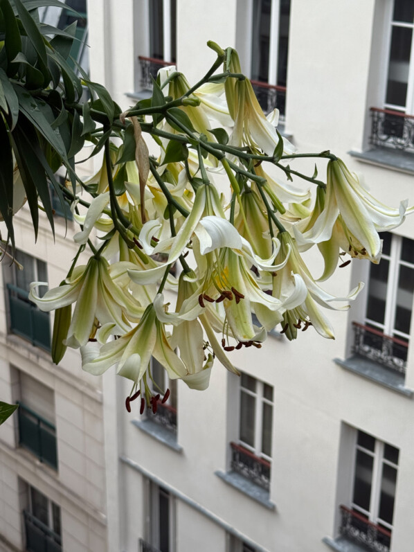 Lis 'Mister Cas' en été sur mon balcon parisien, Paris 19e (75)