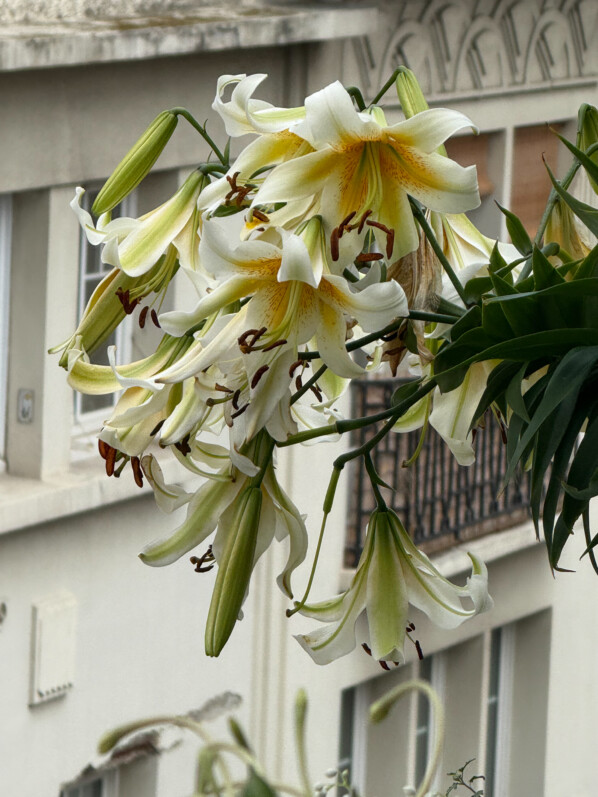 Toujours plus de fleurs sur mes grands lis ‘Mister Cas’