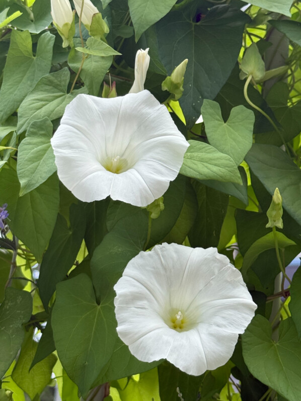 Liseron des haies, grand liseron, Convolvulus sepium, Paris 19e (75)