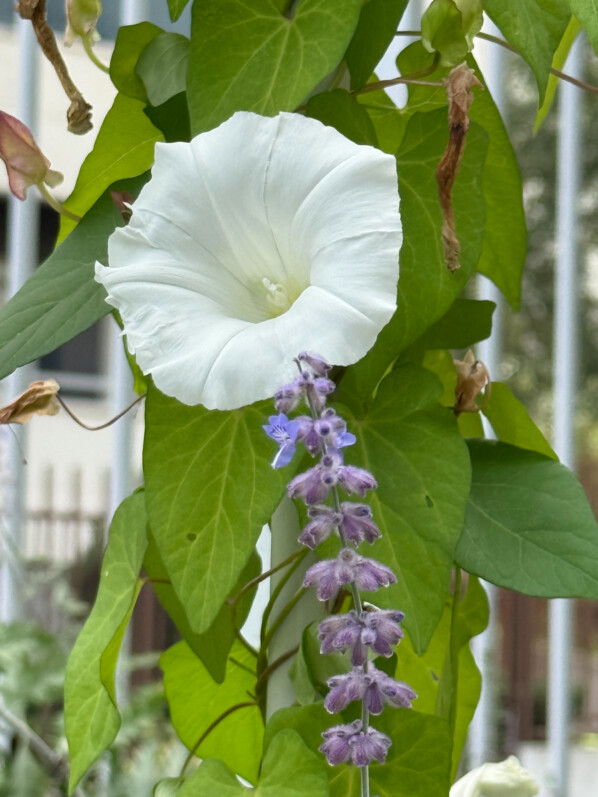 Liseron des haies, grand liseron, Convolvulus sepium, Paris 19e (75)