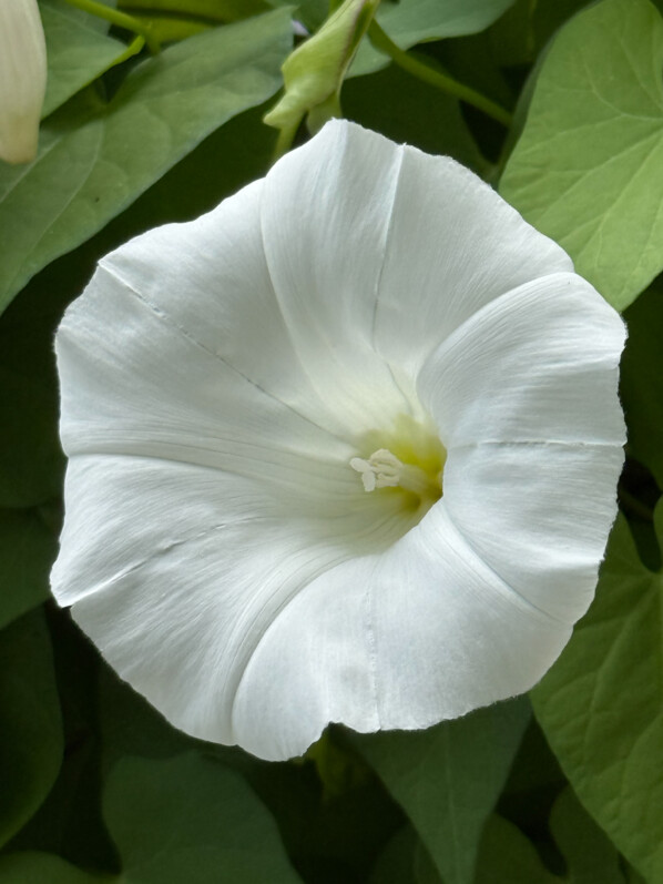 Liseron des haies aussi joli qu’une ipomée cultivée