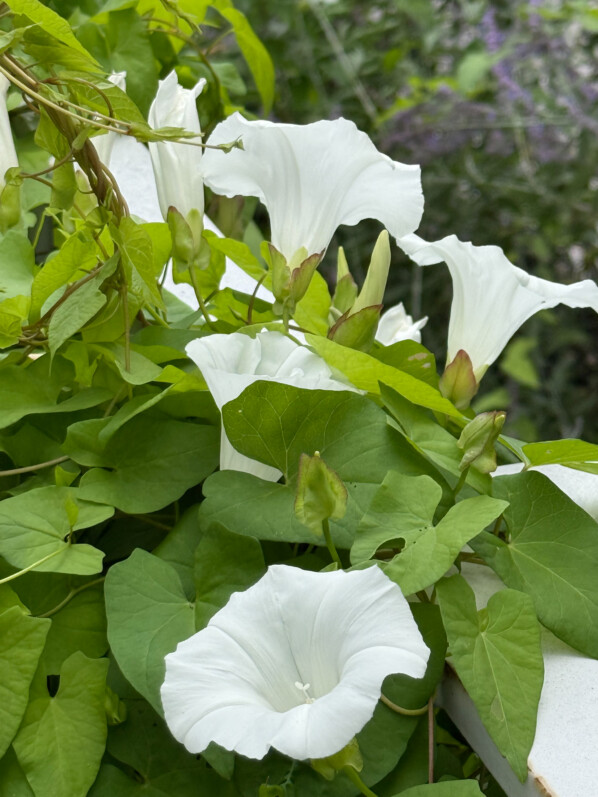 Liseron des haies, grand liseron, Convolvulus sepium, Paris 19e (75)