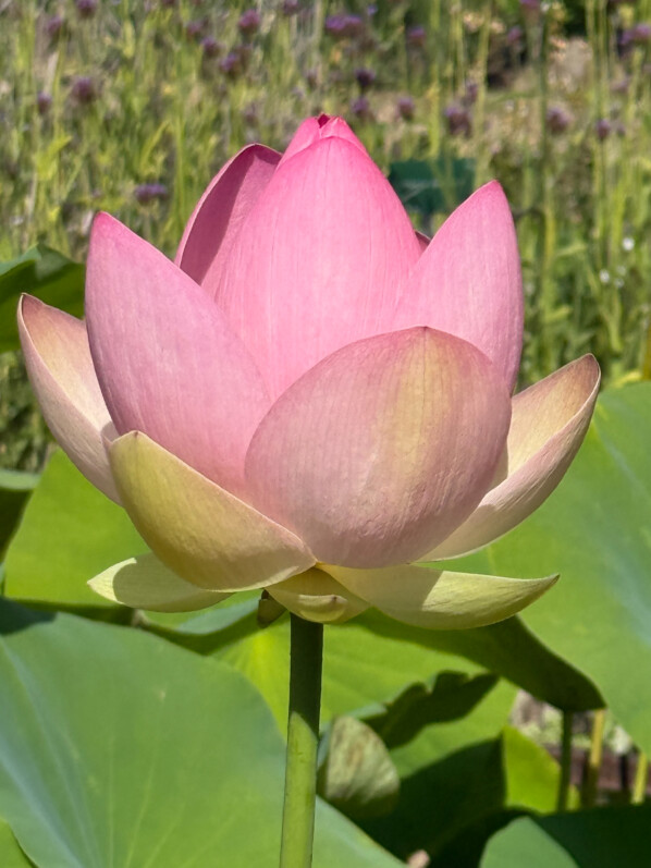 Fleur de lotus (Nelumbo nucifera) en été dans le Jardin des Plantes, Paris 5e (75)