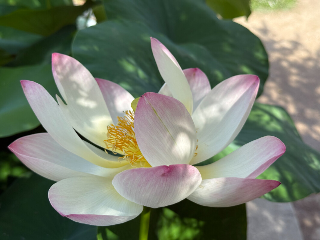 Bouton floral, fleur et fruit du lotus