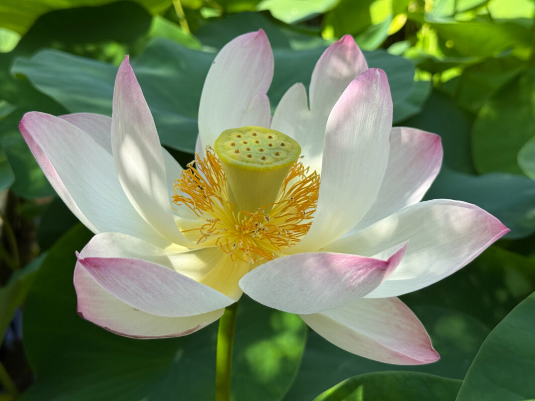 Fleur de lotus (Nelumbo nucifera) en été dans le Jardin des Plantes, Paris 5e (75)