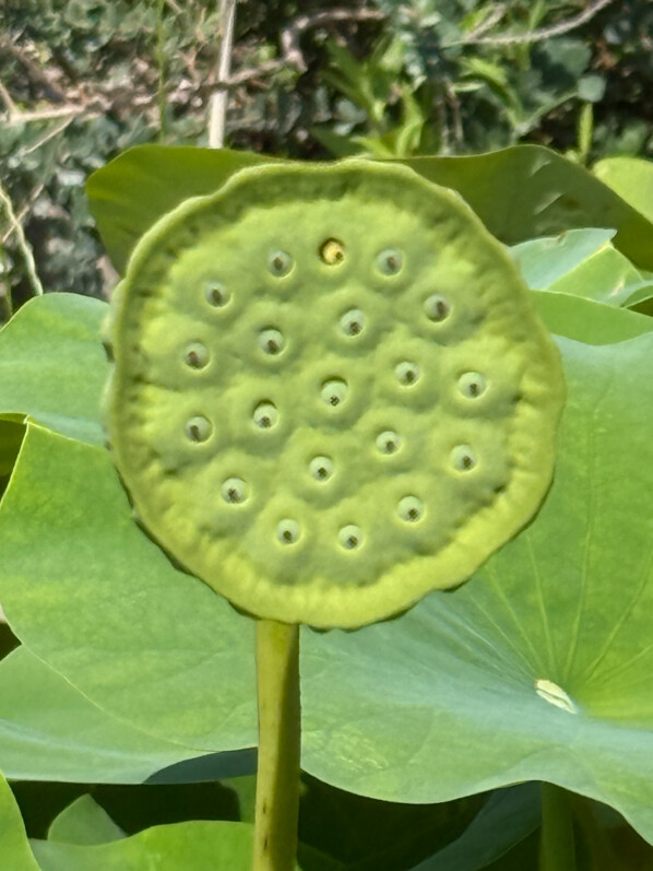 Fruit avec graines de lotus (Nelumbo nucifera) en été dans le Jardin des Plantes, Paris 5e (75)