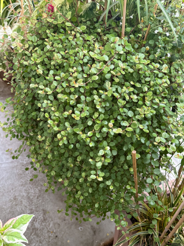 La belle panachure du Muehlenbeckia complexa ‘Tricolor’ s’est estompée