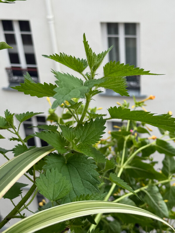 Ortie dans une des potées en été sur mon balcon parisien, Paris 19e (75)