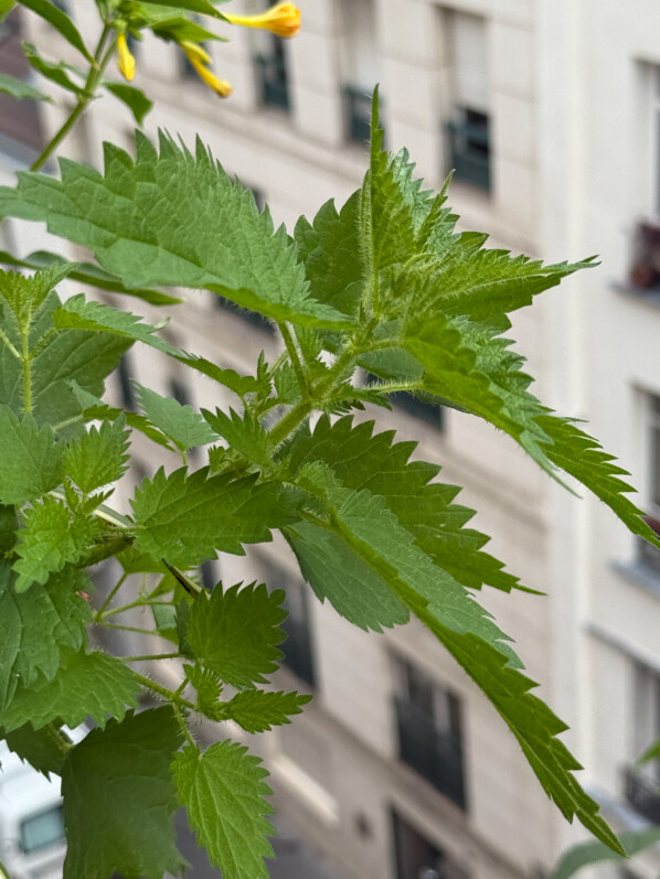 Une ortie s’est invitée dans une des potées de mon balcon parisien