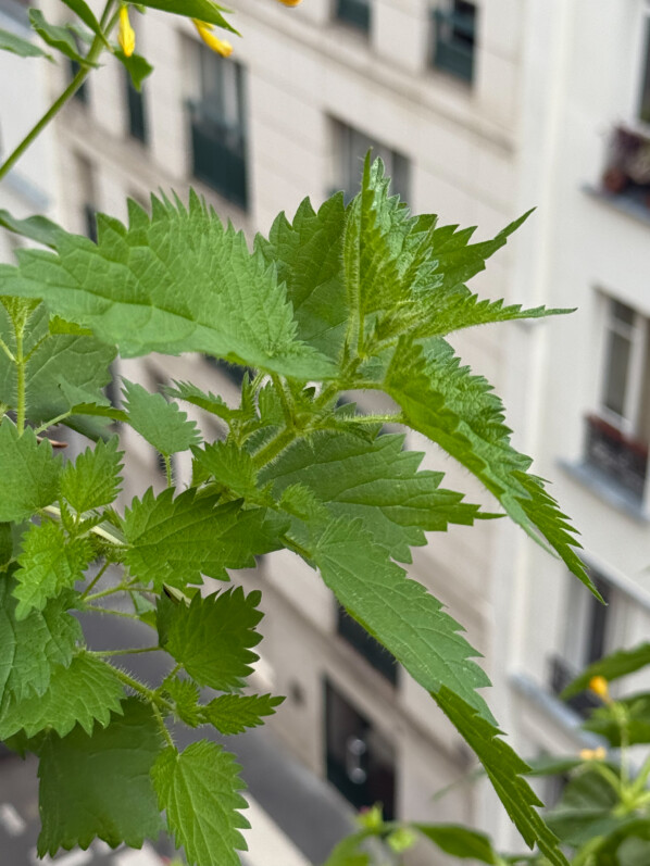 Ortie dans une des potées en été sur mon balcon parisien, Paris 19e (75)