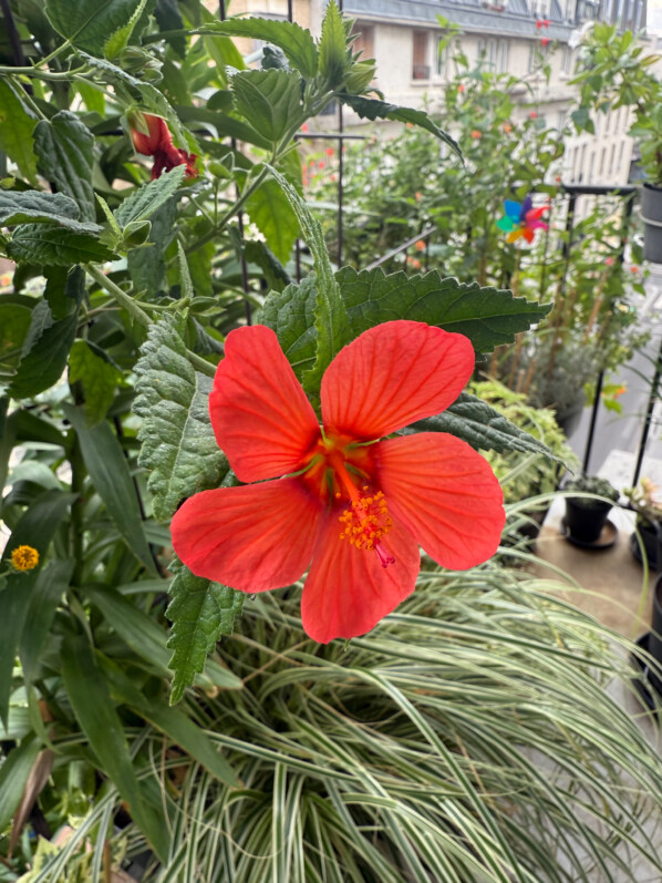 Pavonia 'Flamboyant' en été sur mon balcon parisien, Paris 19e (75)