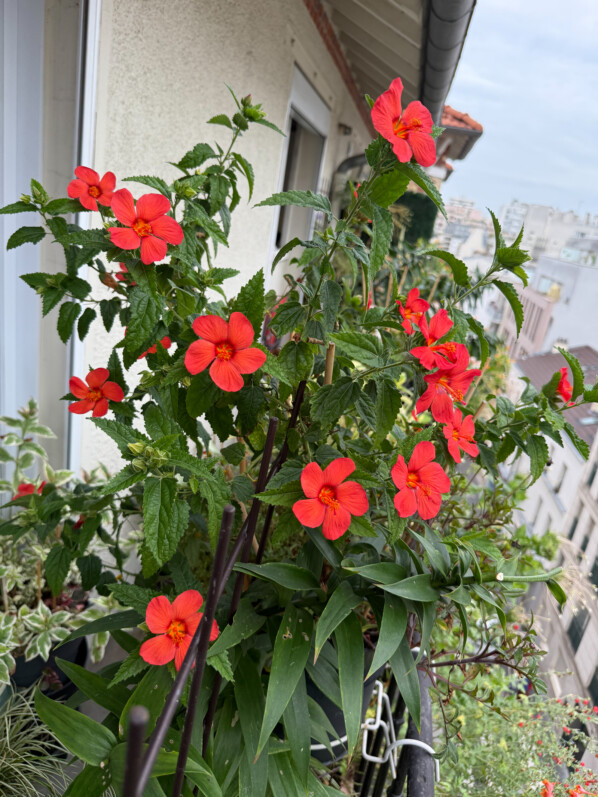 Toujours plus de fleurs sur mon Pavonia ‘Flamboyant’