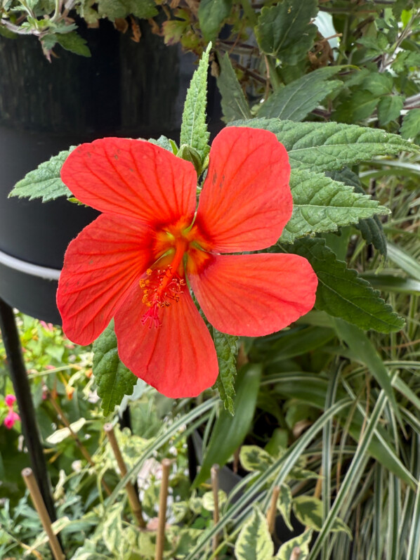 Pavonia 'Flamboyant' en été sur mon balcon parisien, Paris 19e (75)