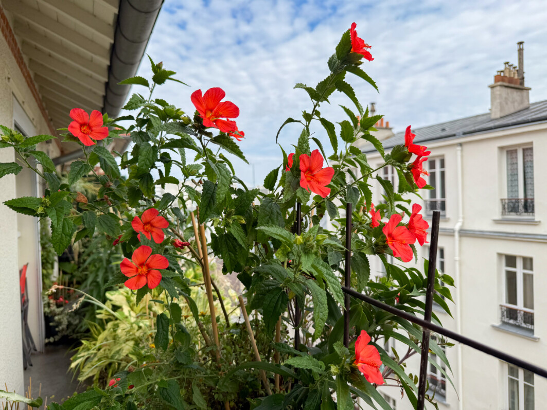 Pavonia 'Flamboyant' en été sur mon balcon parisien, Paris 19e (75)