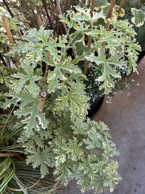 Pelargonium graveolens 'Lady Plymouth' en été sur mon balcon parisien, Paris 19e (75)