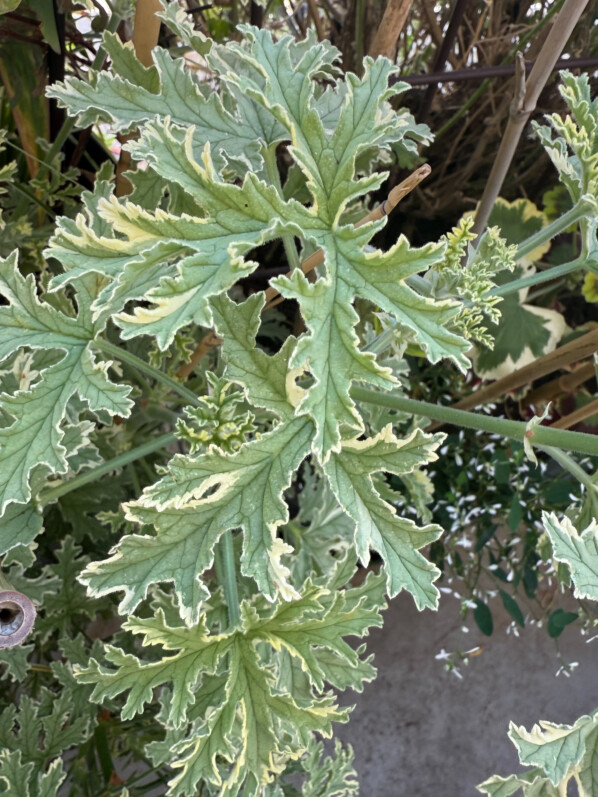 Pelargonium graveolens 'Lady Plymouth' en été sur mon balcon parisien, Paris 19e (75)