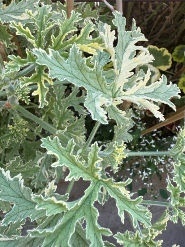 Pelargonium graveolens ‘Lady Plymouth’ vigoureux, résistant à la chaleur et très parfumé
