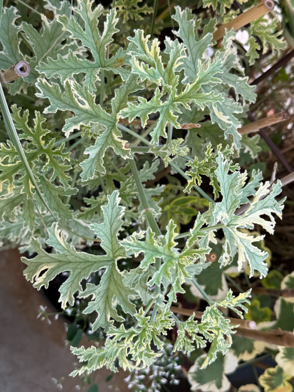 Pelargonium en été sur mon balcon parisien, Paris 19e (75)