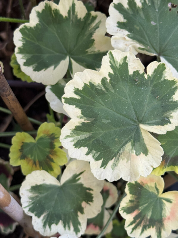 Pelargonium en été sur mon balcon parisien, Paris 19e (75)