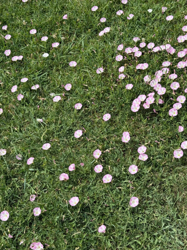 Pelouse fleurie, liseron, Jardin des Plantes, Paris 5e (75)