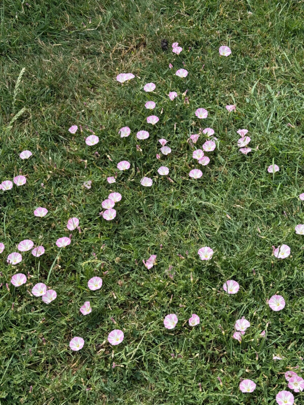 Pelouse fleurie, liseron, Jardin des Plantes, Paris 5e (75)