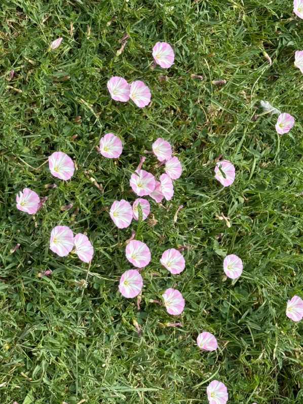 Pelouse fleurie, liseron, Jardin des Plantes, Paris 5e (75)