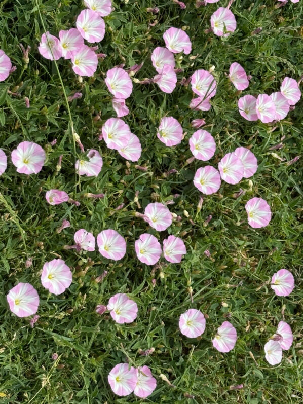 Pelouse fleurie, liseron, Jardin des Plantes, Paris 5e (75)