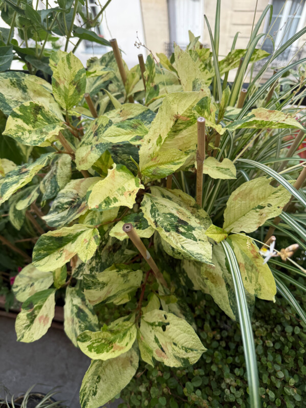Persicaria virginiana ‘Painter’s Palette’, en été sur mon balcon parisien, Paris 19e (75)