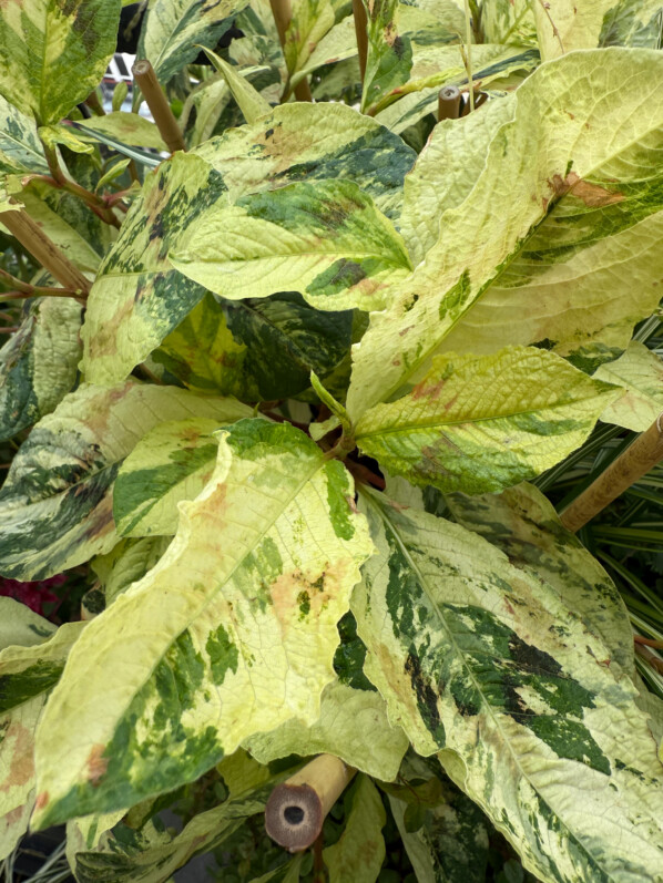 Persicaria virginiana ‘Painter’s Palette’, en été sur mon balcon parisien, Paris 19e (75)
