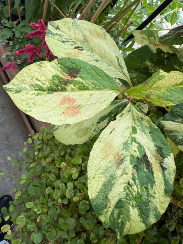 Persicaria virginiana ‘Painter’s Palette’ au feuillage très panaché