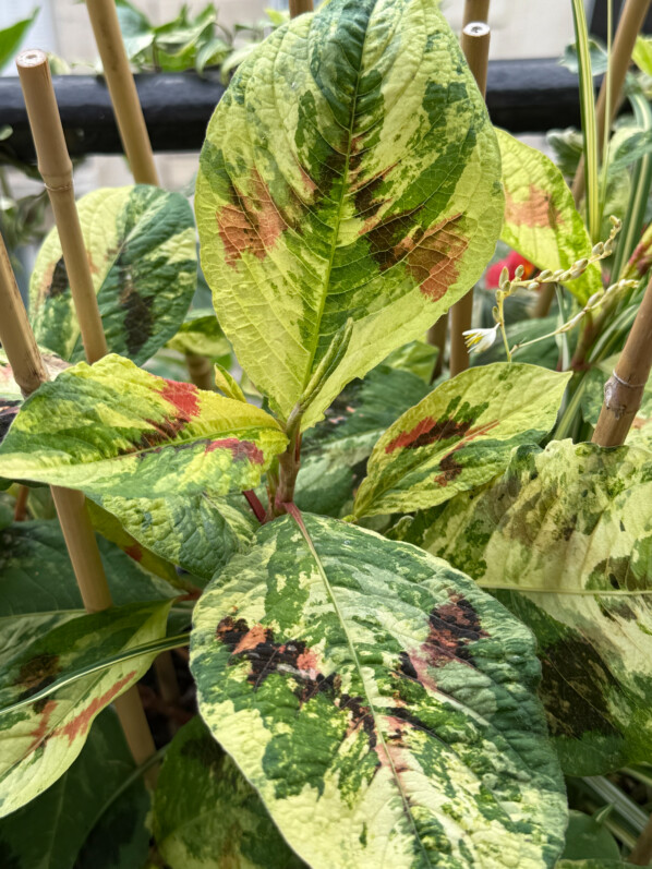 Persicaria virginiana ‘Painter’s Palette’ sur mon balcon parisien, Paris 19e (75)