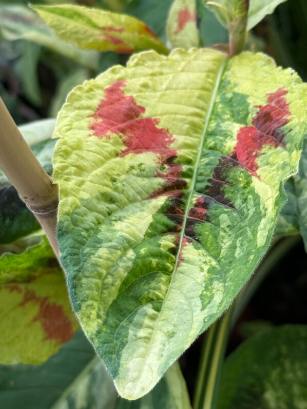 Persicaria virginiana ‘Painter’s Palette’ sur mon balcon parisien, Paris 19e (75)