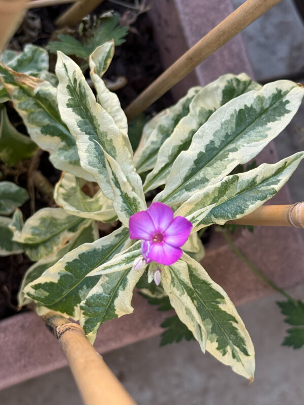 Une seule fleur pour mon phlox ‘Olympus’ qui a perdu ses belles couleurs