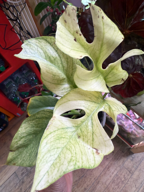 Rhaphidophora tetrasperma 'Variegata', Araceae, plante d'intérieur, Paris 19e (75)