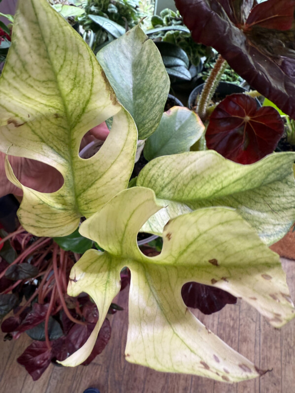 Rhaphidophora tetrasperma 'Variegata', Araceae, plante d'intérieur, Paris 19e (75)