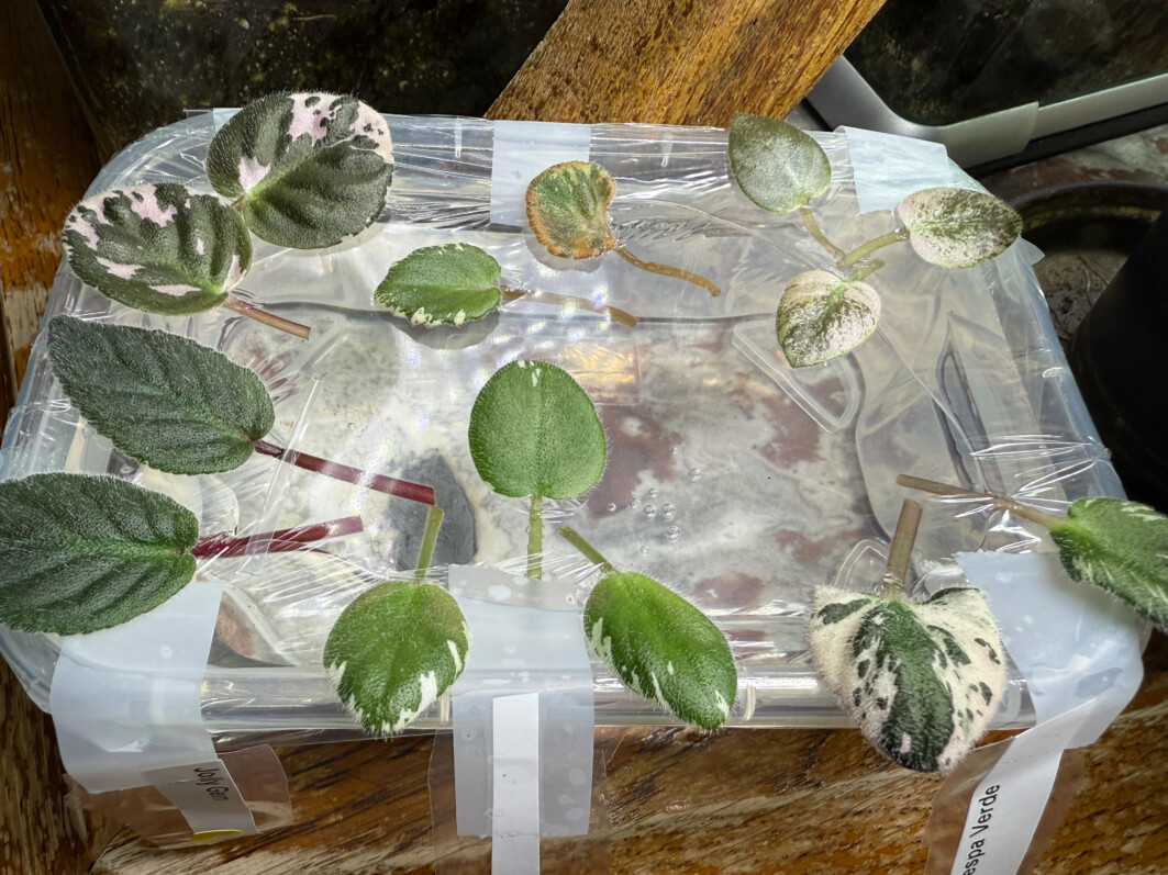 Feuilles avec pétiole de Saintpaulia, Gesnériacées, bouturage dans l'eau, plante d'intérieur, Paris 19e (75)