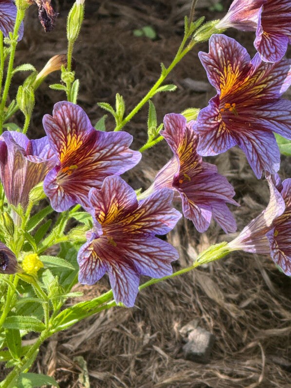 Salpiglossis sinuata Serre Royale, en été dans le Jardin des Plantes, Paris 5e (75)